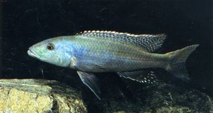 african cichlids wild